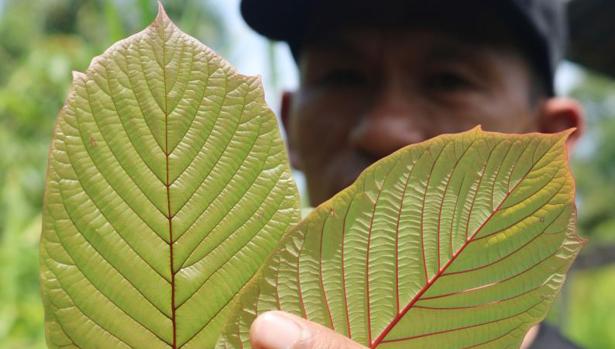 El kratom es una planta originaria del sudeste asiático que actúa como opioide