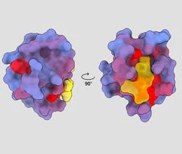 three-dimensional image showing the human protein PSD95-PDZ3 from different points of view.  A molecule is shown binding to the active site in yellow.  Blue to red color gradient indicates possible allosteric sites