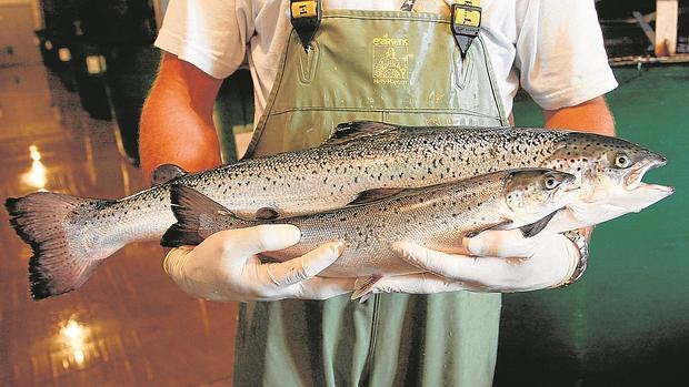 El salmón transgénico, el primero autorizado para consumo humano crece en la mitad de tiempo