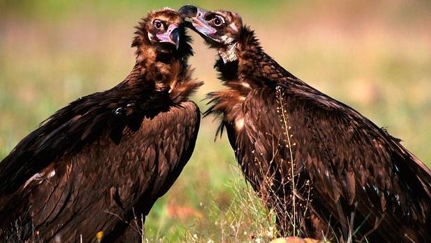 Una pareja de buitres negros