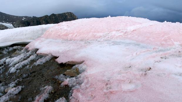Las algas rojas oscurecen la superficie de la nieve y el hielo en el Ártico.
