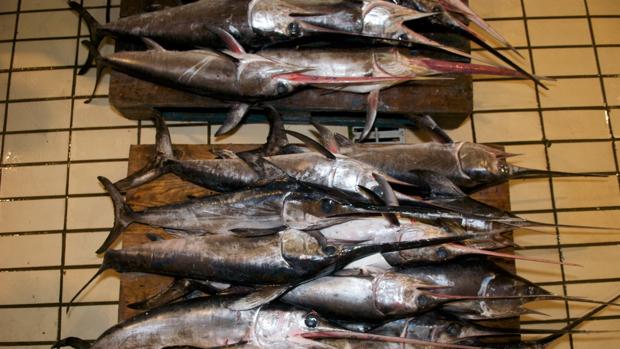 Las Poblaciones De Pez Espada En El Mediterraneo Se Reducen En Un 70 Por La Sobrepesca