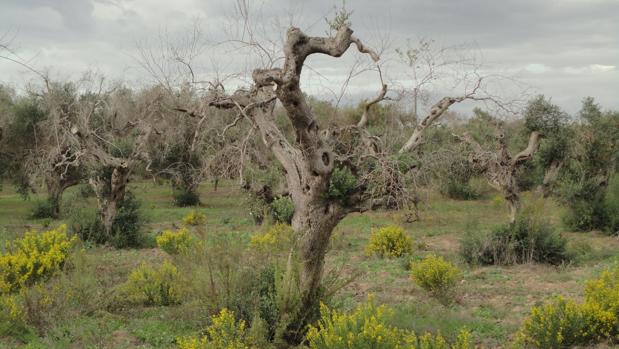 PLantación de olivos en Italia afectados por Xylella fastidiosa