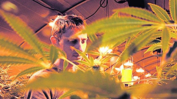 Sam Edwards, de la empresa Sonoma Cannabis Co, en su plantación de marihuana