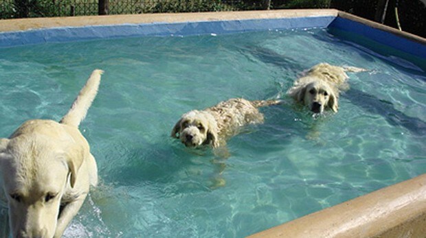 guarderías caninas