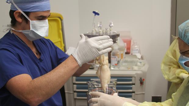 Uno de los nuevos pulmones generados, antes de la cirugía