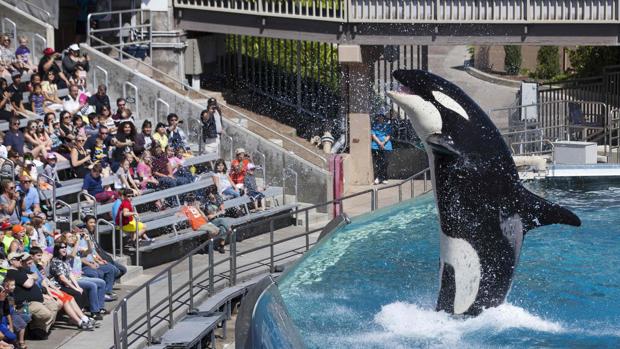 Imagen de una orca
