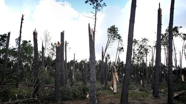 Árboles quebrados en Figueira