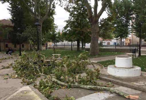 Árboles caídos en Fuentesauco (Zamora)