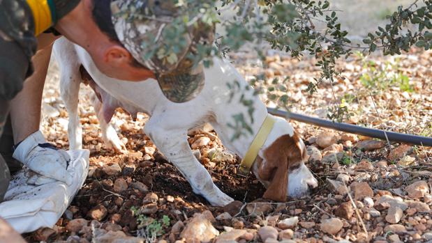 Marius y Pita, un dúo infalible. Lo primero que necesita el buen trufero es cuidar bien la tierra. Lo segundo, un perro como Pita. Marius le ha enseñado a oler la trufa madura. El can rasca la tierra y el dueño acude en busca del manjar