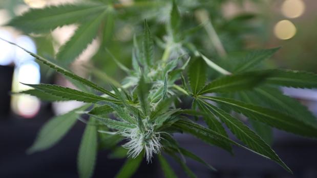 Vista de una planta de cannabis