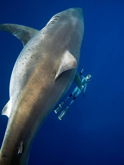 El Tiburon Blanco Mas Grande Del Mundo Aparece Por Sorpresa Entre Los Buzos En Hawai