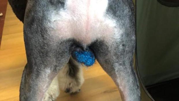 Perro con una mezcla de jarabe de maíz y purpurina comestible en sus testículos