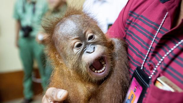 El orangután que llevaba el hombre en la maleta