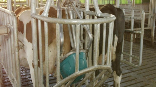 El CowToilet