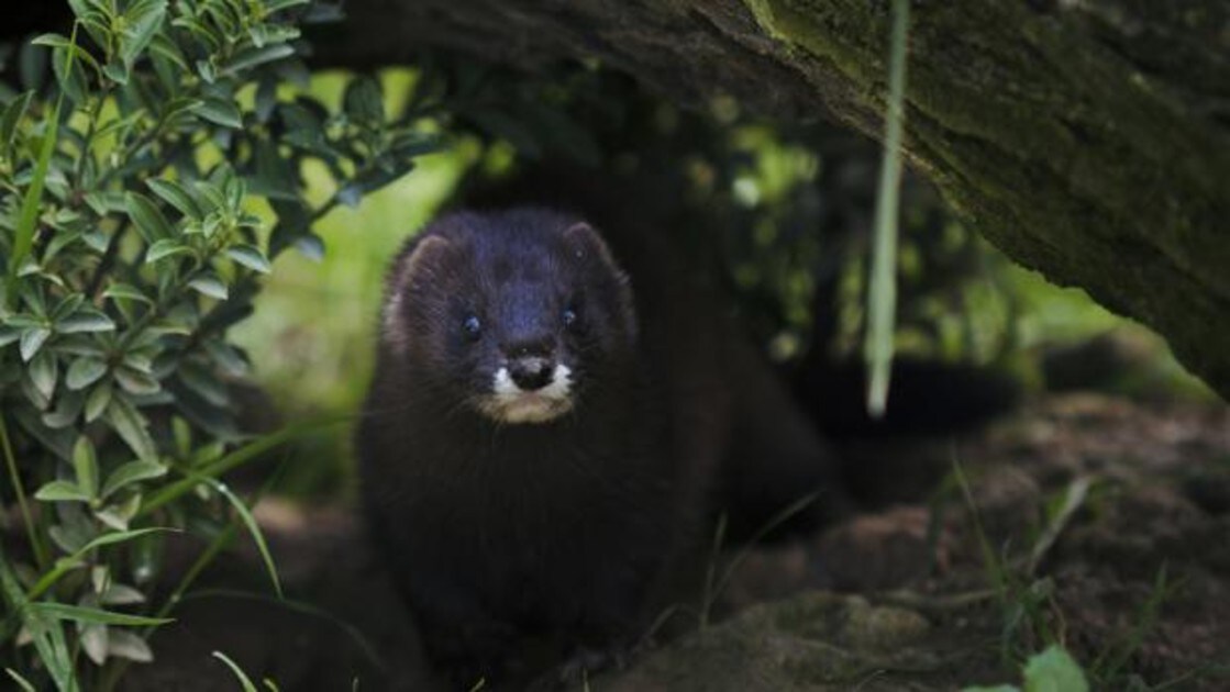 Las Especies Amenazadas En Espana Se Han Duplicados En Dos Decadas