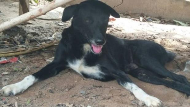 El perro «Ping Pong»