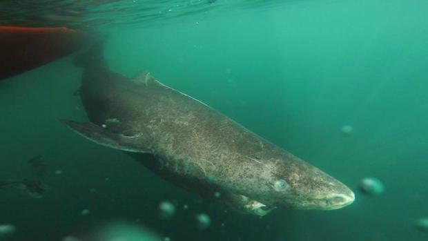 Un tiburón de 392 años encontrado en Groenlandia