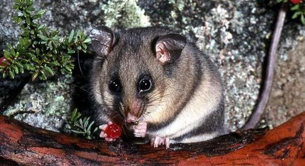 Zarigüeya australiana