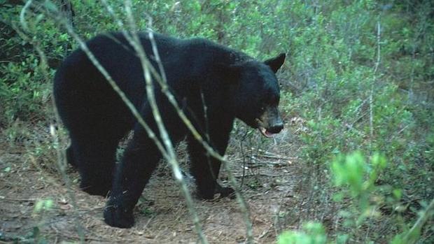 Oso negro en libertad