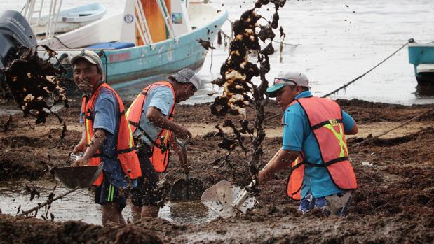 Limpieza del sargazo en las playas de México