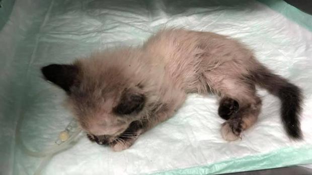 La gatita «Dulcinea»