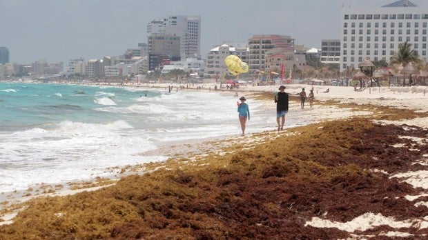 Sargazo en una playa de Cancún (México)