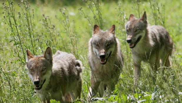 El orín de lobo se está utilizando en la carretera N-631 de la provincia de Zamora