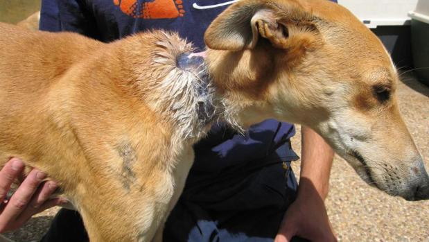 Imagen de archivo de un perro maltratado