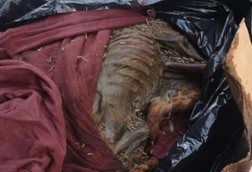 El cadáver del perro, en estado de descomposición