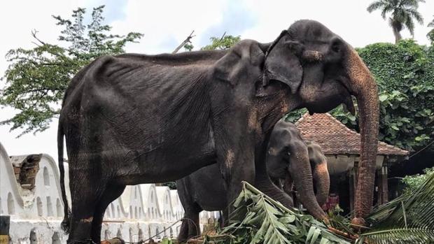 Las Fuertes Imagenes De Un Elefante De 70 Anos Explotado En Un Festival De Sri Lanka