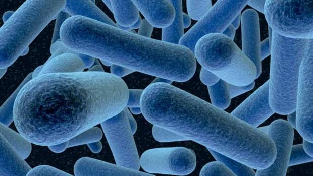 La Listeria monocytogenes, que causa la listeriosis, al microscopio