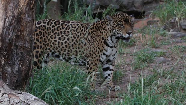 Un jaguar en el zoológico Noel Kempff Mercado de Santa Cruz (Bolivia)