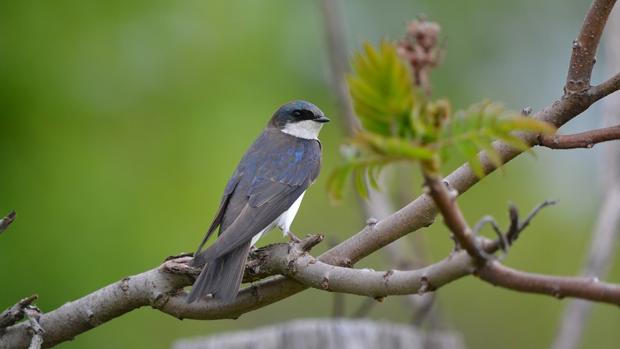 Golondrina