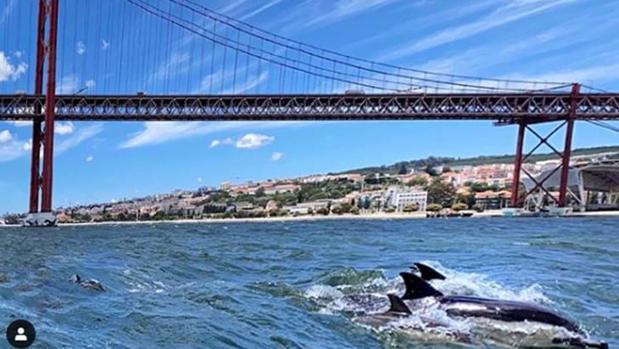 Delfines A Las Puertas De Lisboa