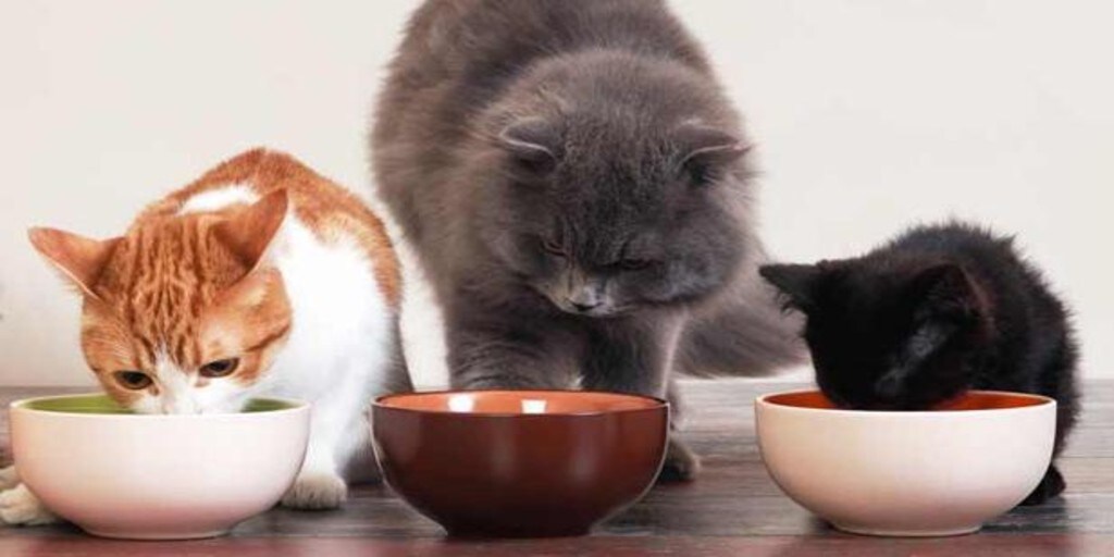 Comida para gatos que estimulan sus sentidos