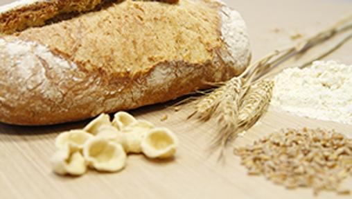 Tritordeum, un nuevo cereal que viene pisando fuerte