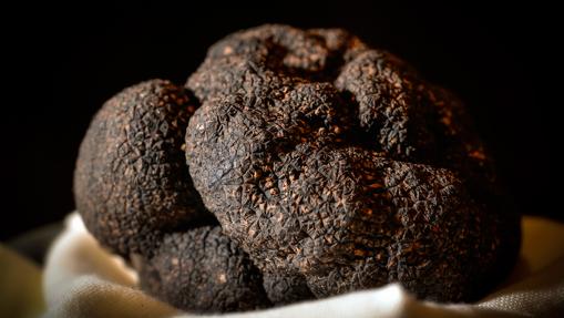 Trufa negra del restaurante Lillas Pastia
