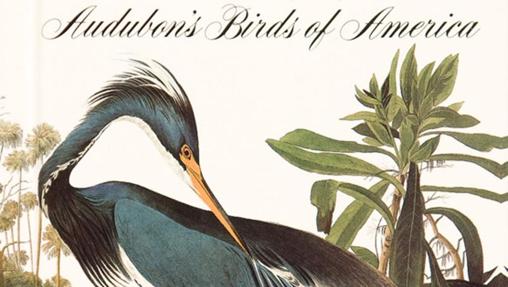 Birds of América
