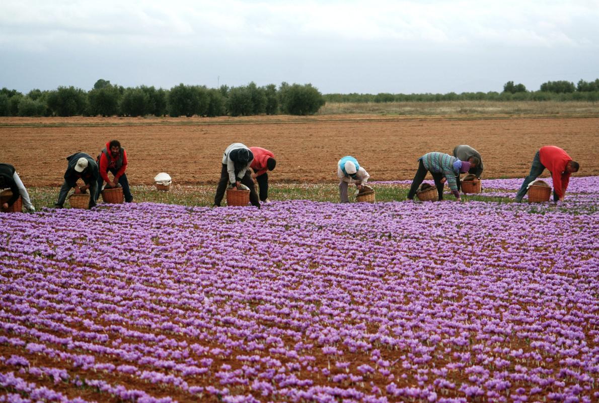 Secretos De La Especia Que Cuesta 5 000 Euros El Kilo