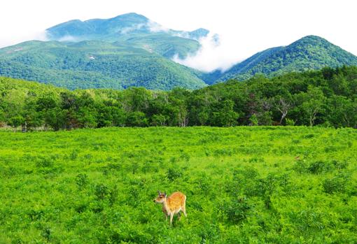Parque Nacional de Shiretoko