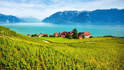 Viñedos en Lavaux, junto al lago Lemán