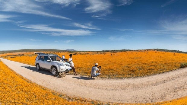 Una alfombra de flores en el desierto de Kalahari, Sudáfrica