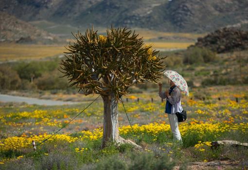 Una turista en el desierto de Kalahari, en plena explosión de la primavera austral