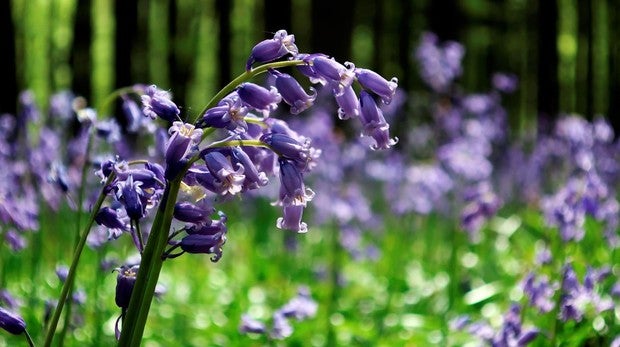 Jacintos en el bosque de Hal