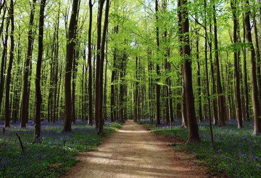 Bosque de Hal