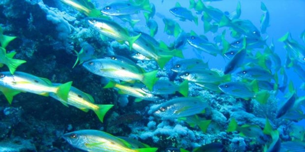 Wallpaper Get Oceano Tematica Juegos De Bano Free For iPhone